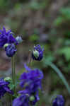 European columbine